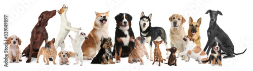 Collage with different dogs on white background. Banner design photo