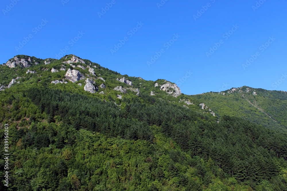 Mountain covered by a tree forest in summer