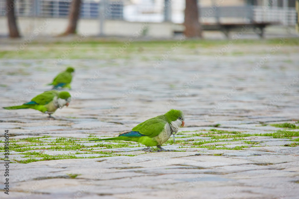 Parrots in the city of Barcelona in Catalonia, Spain