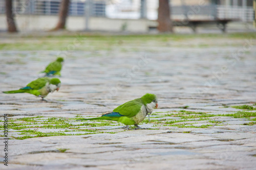 Parrots in the city of Barcelona in Catalonia, Spain