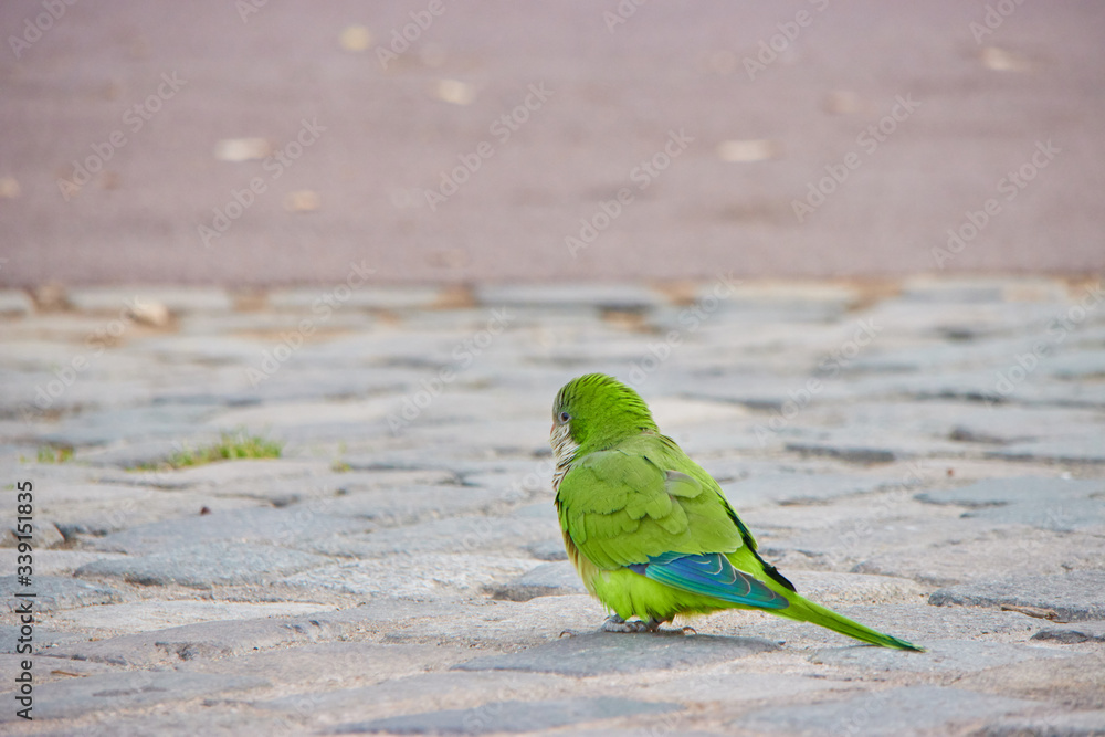Parrots in the city of Barcelona in Catalonia, Spain
