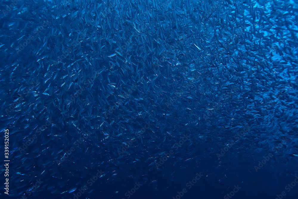 scad jamb under water / sea ecosystem, large school of fish on a blue background, abstract fish alive scad jamb under water / sea ecosystem, large school of fish on a blue background, abstract fish alive