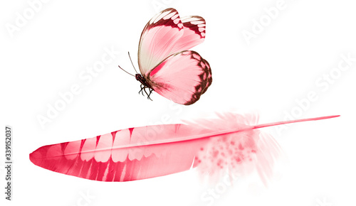 Beautiful color feather and butterfly isolated on white background