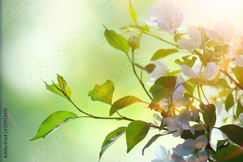 abstract apple tree flowers background  spring blurred background  branches with bloom