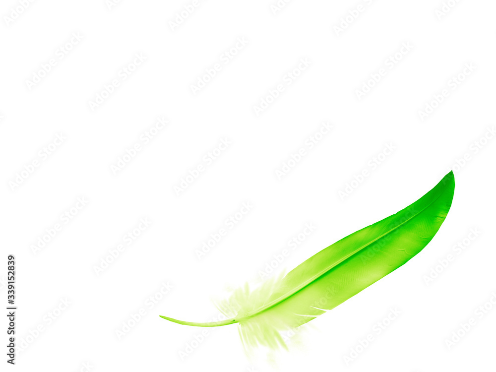 Beautiful color feather isolated on white background Beautiful color feather isolated on white background