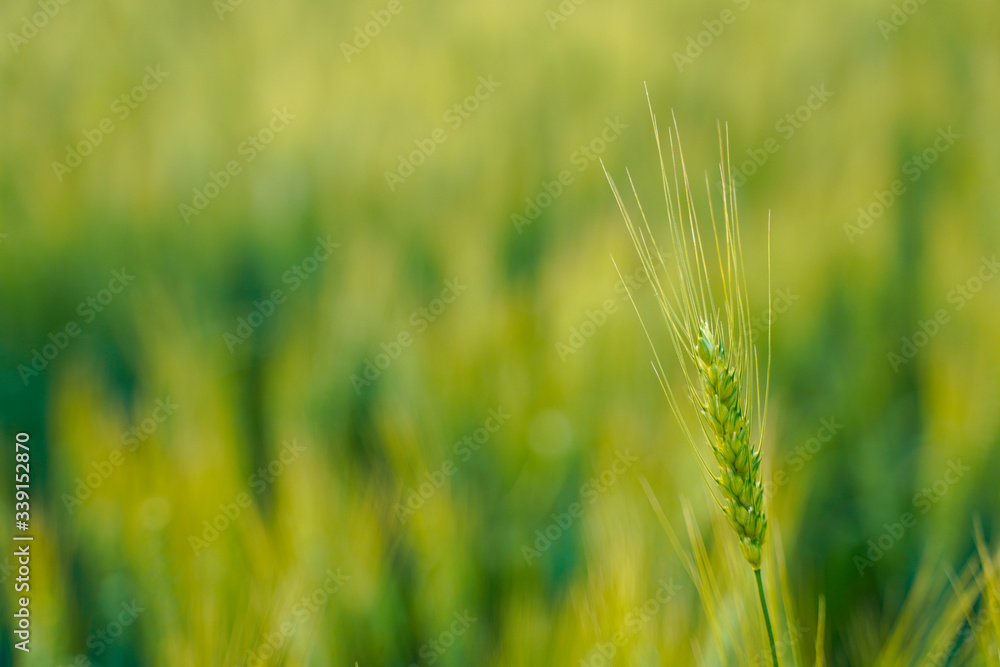 indian agriculture, wheat field india.