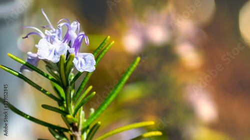 rosemary flowers appear in spring.
