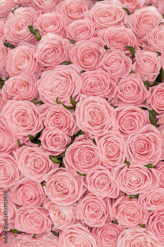 A bed of pale pink roses  for background or gift wrapping. Abstract textured pink roses floral backdrop.  Wedding  anniversary decoration festive floral background.