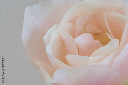 白背景のピンクのバラ