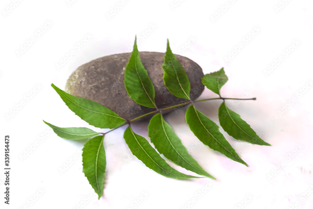 Neem leafs or leaves on isolated white background, ayurvedic tree neem branch and selective focus Neem leafs or leaves on isolated white background, ayurvedic tree neem branch and selective focus