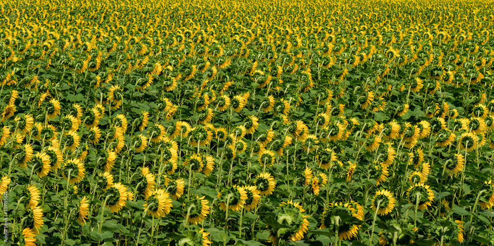 The field of sunflowers is facing down.Krasnodar region