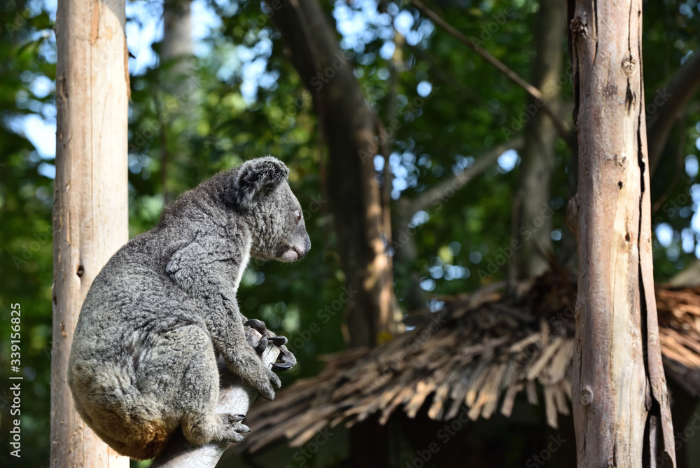 Fototapeta premium koala, a unique mammal in Australia