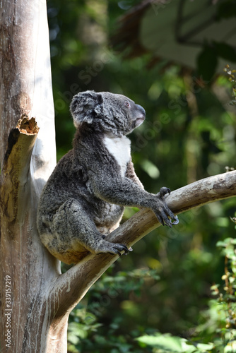 Fototapeta Naklejka Na Ścianę i Meble -  koala, a unique mammal in Australia