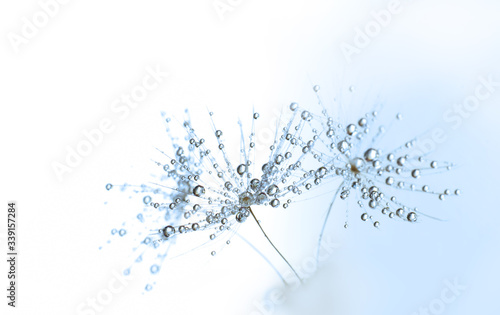 Dandelion seed macro with water drops against a light on white blue background