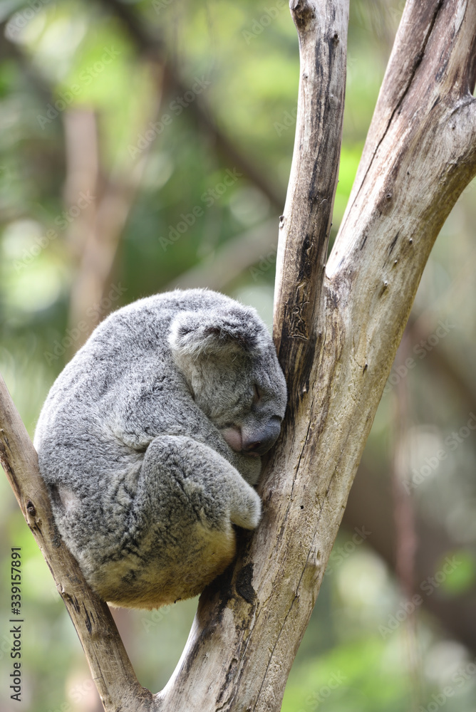 Naklejka premium koala, a unique mammal in Australia