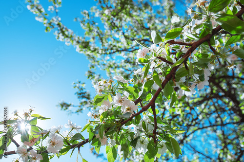 Blossoming pear on a tree in a park
