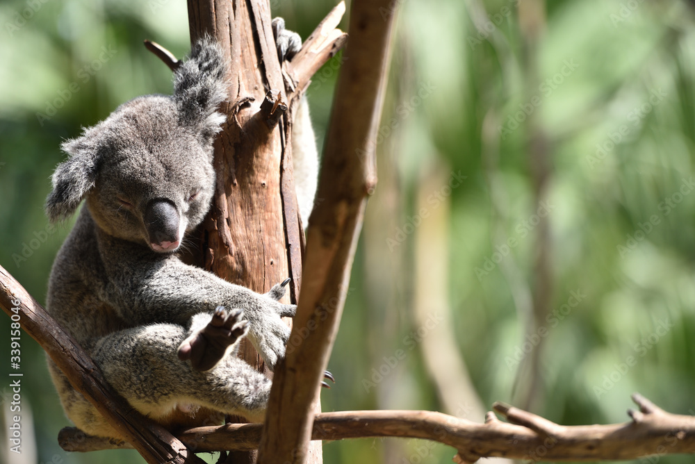 Fototapeta premium koala, a unique mammal in Australia