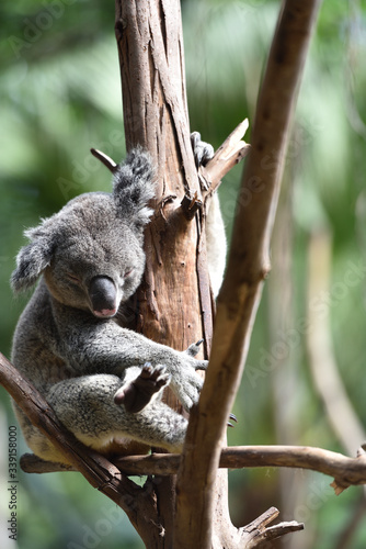 Fototapeta Naklejka Na Ścianę i Meble -  koala, a unique mammal in Australia