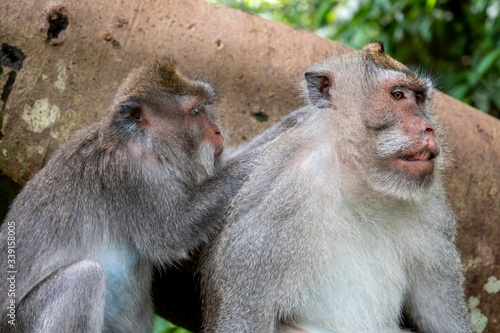 Crab eating macaque monkeys  known as   Macaca fascicularis   in Ubud  Bali  Indonesia