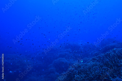 underwater scene / coral reef, world ocean wildlife landscape © kichigin19