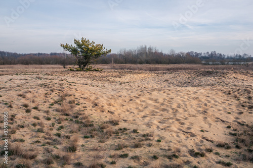 The "Pekatka" dune near Bagno Calowanie in the Masovian landscape park, Celestynow, Poland