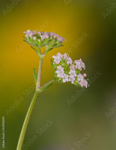 Macrophotographie de fleur sauvage - Doucette discoïde - Valerianella discoidea photo