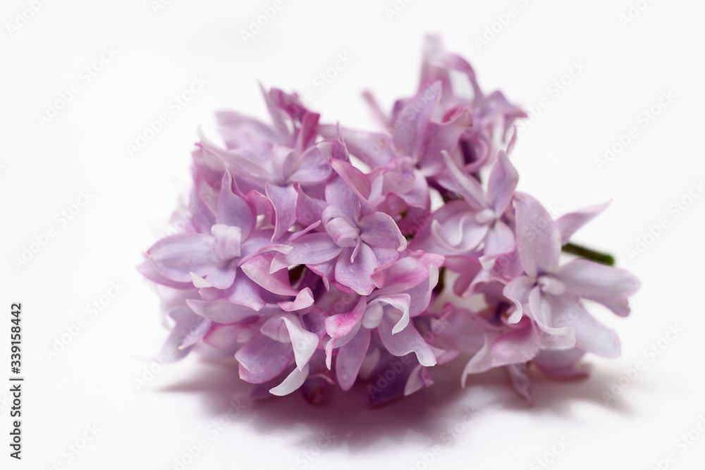 A branch of blooming lilac isolated on a white background. A branch of blooming lilac isolated on a white background.