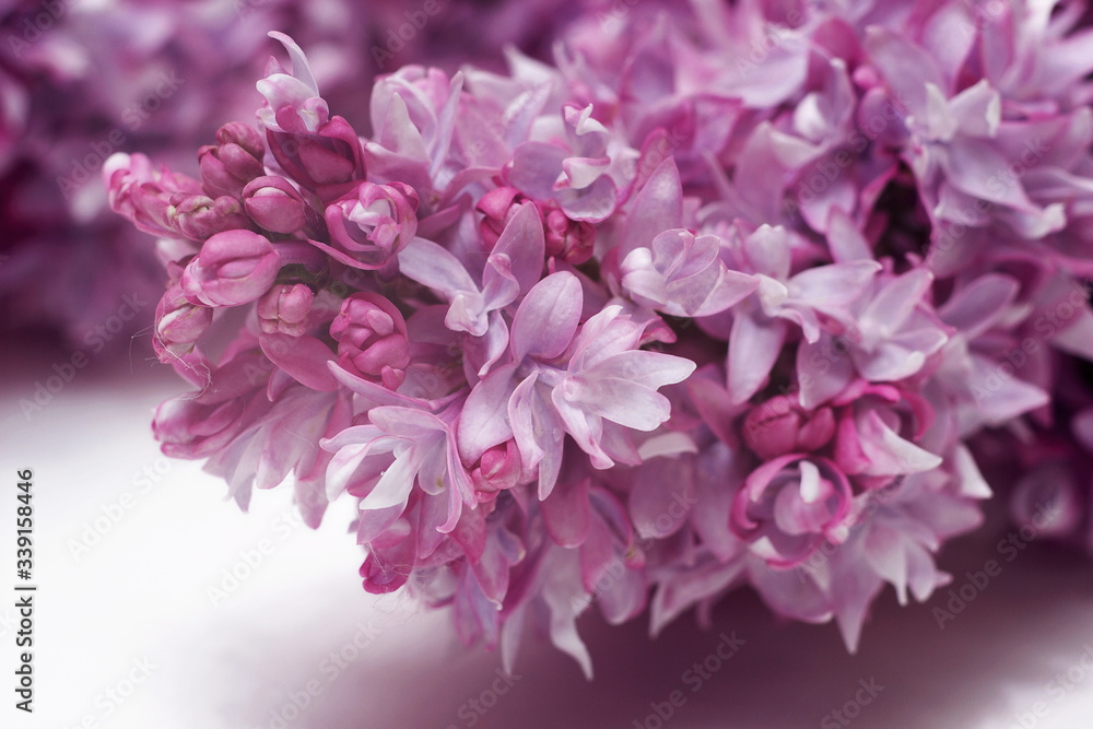 A branch of blooming lilac isolated on a white background.