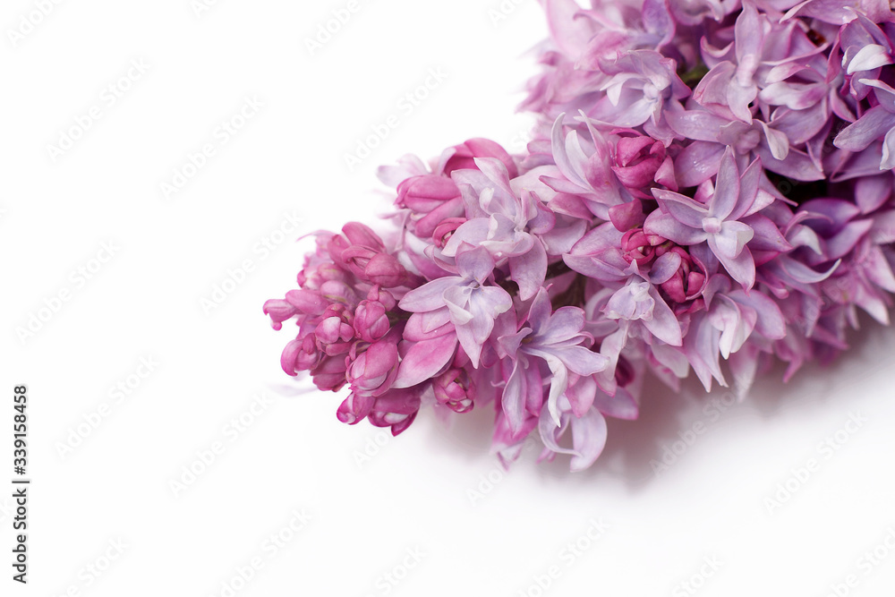 A branch of blooming lilac isolated on a white background. A branch of blooming lilac isolated on a white background.