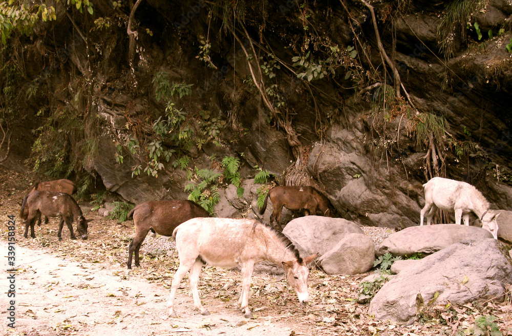 donkey in the wild donkey in the wild