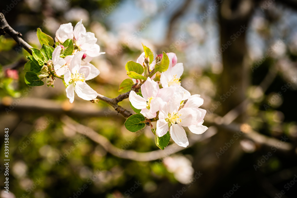 Flowers on branch of cherry tree in spring blooming.
