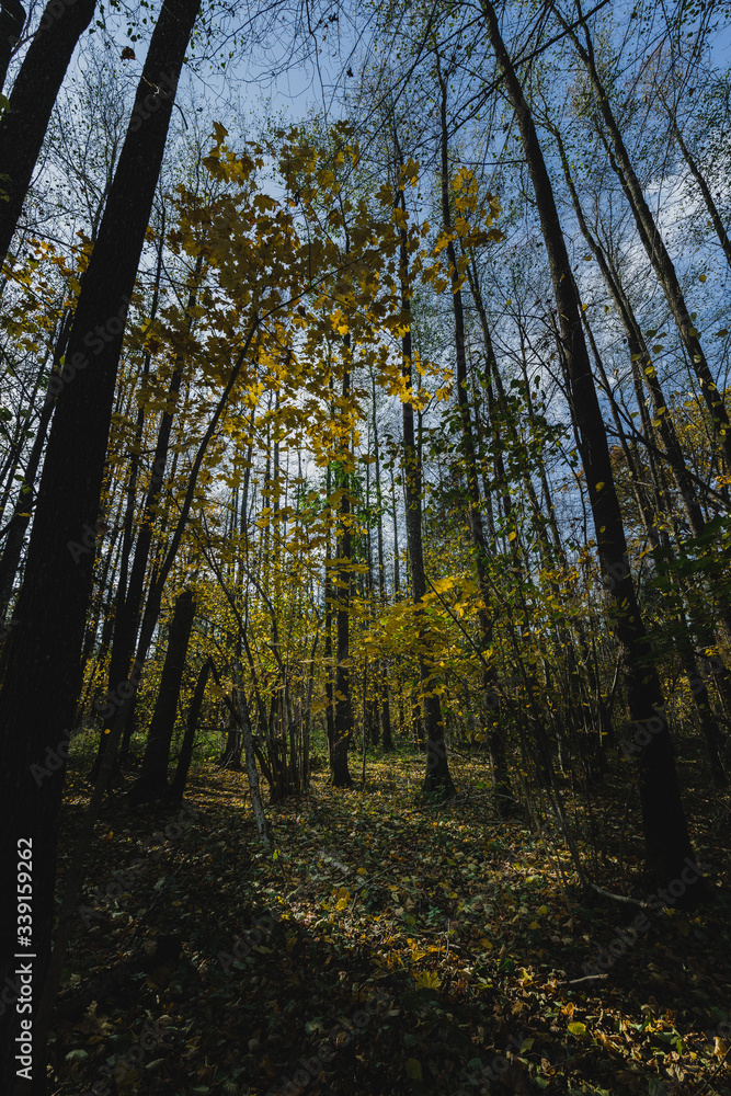 Fototapeta premium autumn in the forest