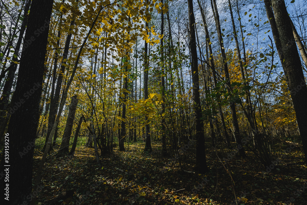 autumn in the forest