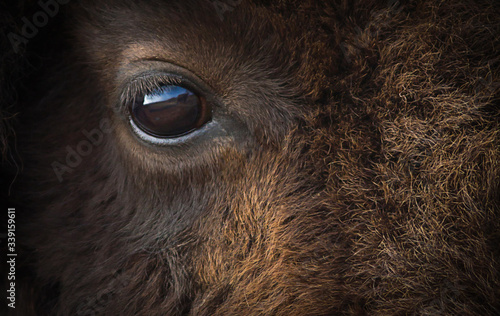 Fototapeta American bison eye closeup.