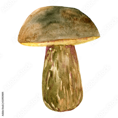 watercolor porcini mushroom, vector illustration