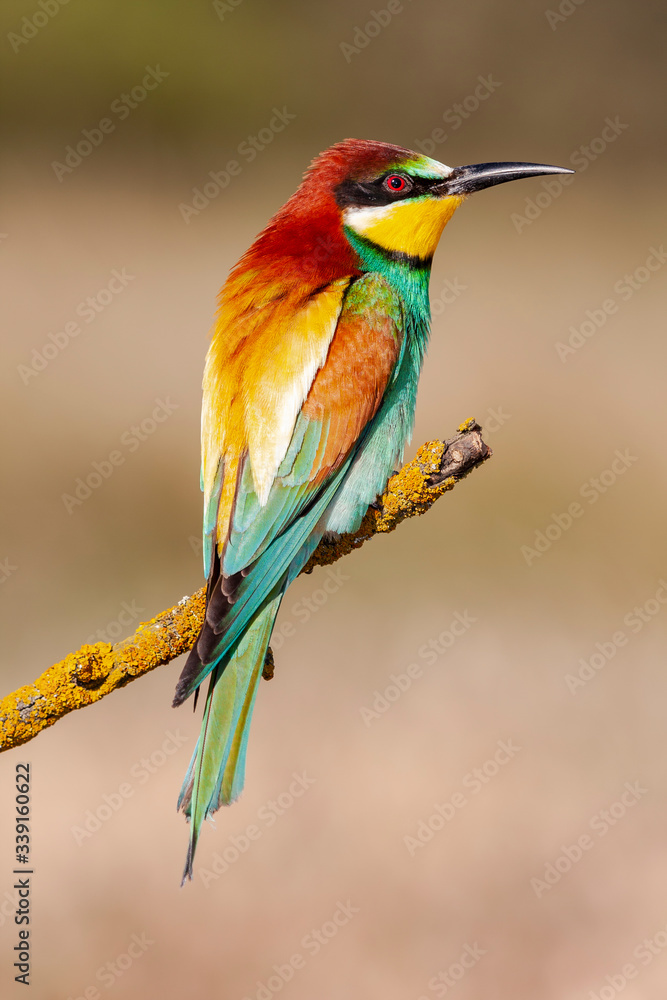 European Bee-eater, Merops apiaster, perched on a branch against a defocused light green background European Bee-eater, Merops apiaster, perched on a branch against a defocused light green background