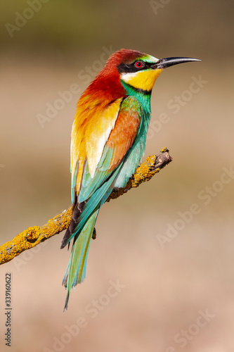 European Bee-eater, Merops apiaster, perched on a branch against a defocused light green background