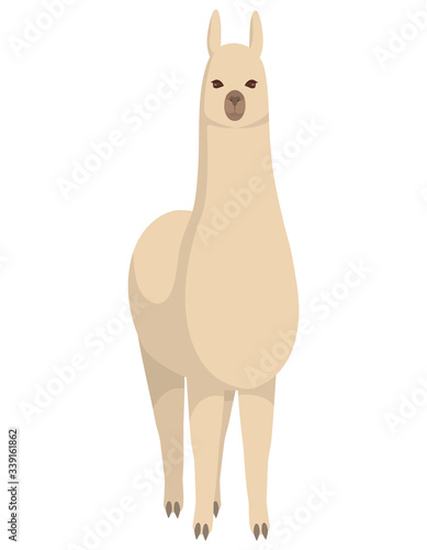Standing cute llama. Beautiful animal in cartoon style.