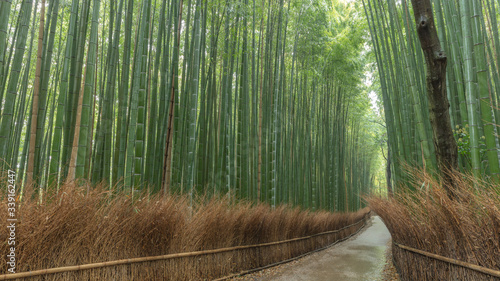 京都府 嵐山 竹林の小径 雨