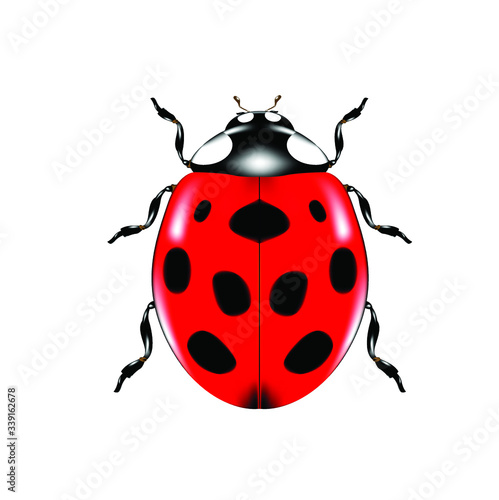 Icon ladybug or lady bird on white background. Red ladybug, Insect beetle, Symbol of nature. Isolated on white background.