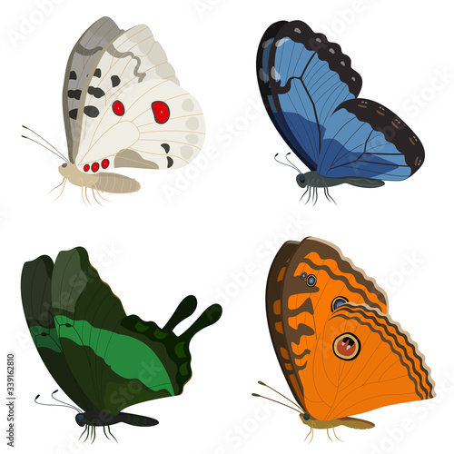 Butterflies of different species. Set of beautiful insects.
