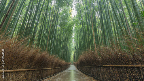 京都府 嵐山 竹林の小径 雨