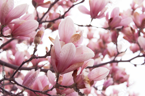 Blurry image of branches of magnolia tree with a big pink flowers. Botanical background, blurred shot, pink colors. Abstract nature background. Magnolia tree, cropped shot. 