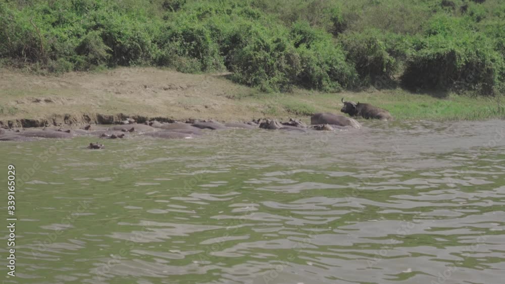 Herds of hippos and buffalo lying in the river. Wild animals cooling off in the water in Africa. African safari. Herds of hippos and buffalo lying in the river. Wild animals cooling off in the water in Africa. African safari.