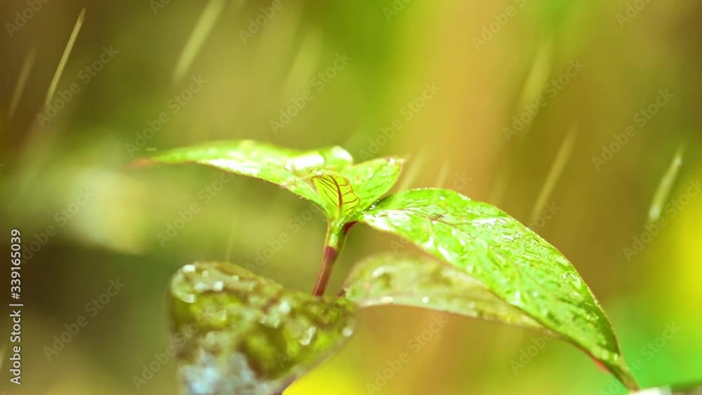 Rain falling on plant leaves with their vibrant green foliage, raining static close up shot with bokeh background. Glistening raindrops. Rain falling on plant leaves with their vibrant green foliage, raining static close up shot with bokeh background. Glistening raindrops.