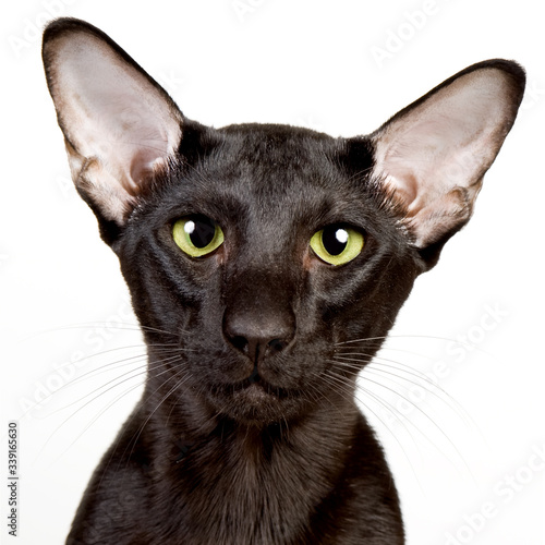 Bild auf Leinwand black cat portrait