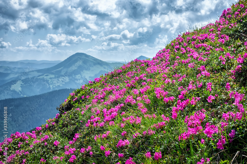 A huge meadow of rhododendrons blooms on the strength of the mountains in the Ukrainian Carpathians
A huge meadow of rhododendrons blooms on the strength of the mountains in the Ukrainian Carpathians