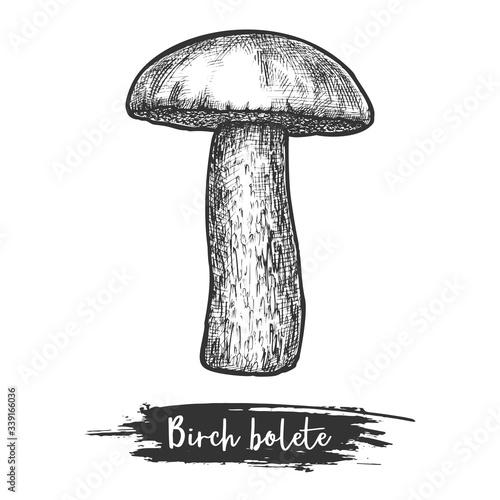 Birch bolete or rough-stemmed mushroom vector sketch