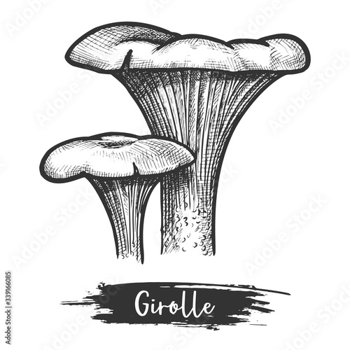 Sketch or vintage illustration of golden chanterelle