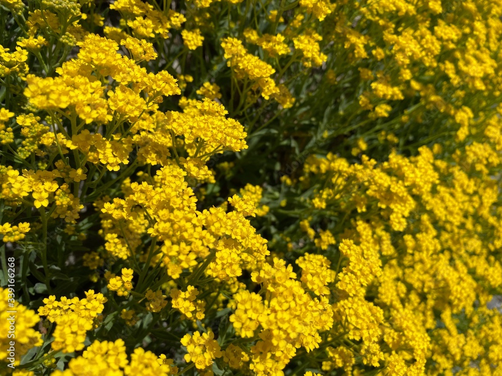 Obraz premium yellow flowers background